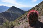 Um colorido cactus nas montanhas de Real de Catorce, pueblo mágico no norte do México